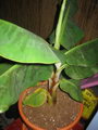 Musa bananarama